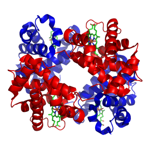 ภาพแสดงโมเลกุลของฮีโมโกลบิน โดยส่วนสีแดงและสีน้ำเงินคือ ส่วนของโปรตีนโกลบินในกลุ่มที่แตกต่างกัน (แอลฟาและบีต้า) ส่วนสีเขียวคือ กลุ่มของฮีม