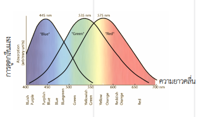 กราฟแสดงช่วงคลื่นแสงที่เซลล์รูปกรวยแต่ละชนิดสามารถตอบสนองได้