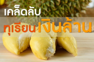 golden-yellow-durian-flesh-seasonal-fruit-thai-fruit-concept