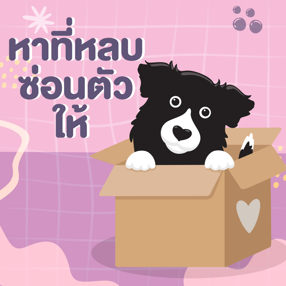 เมื่อน้องหมาน้องแมวกลัวเสียงดัง แล้วเราควรทำอย่างไรกันดี