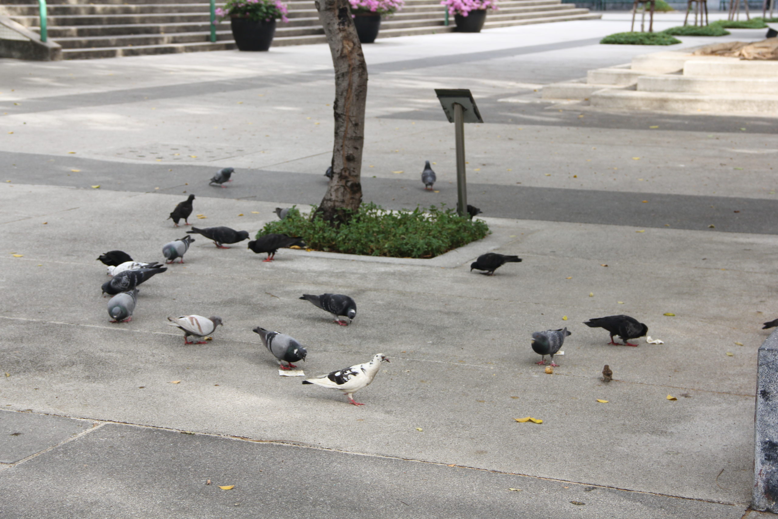 สารพัดปัญหาที่มากับนกพิราบ