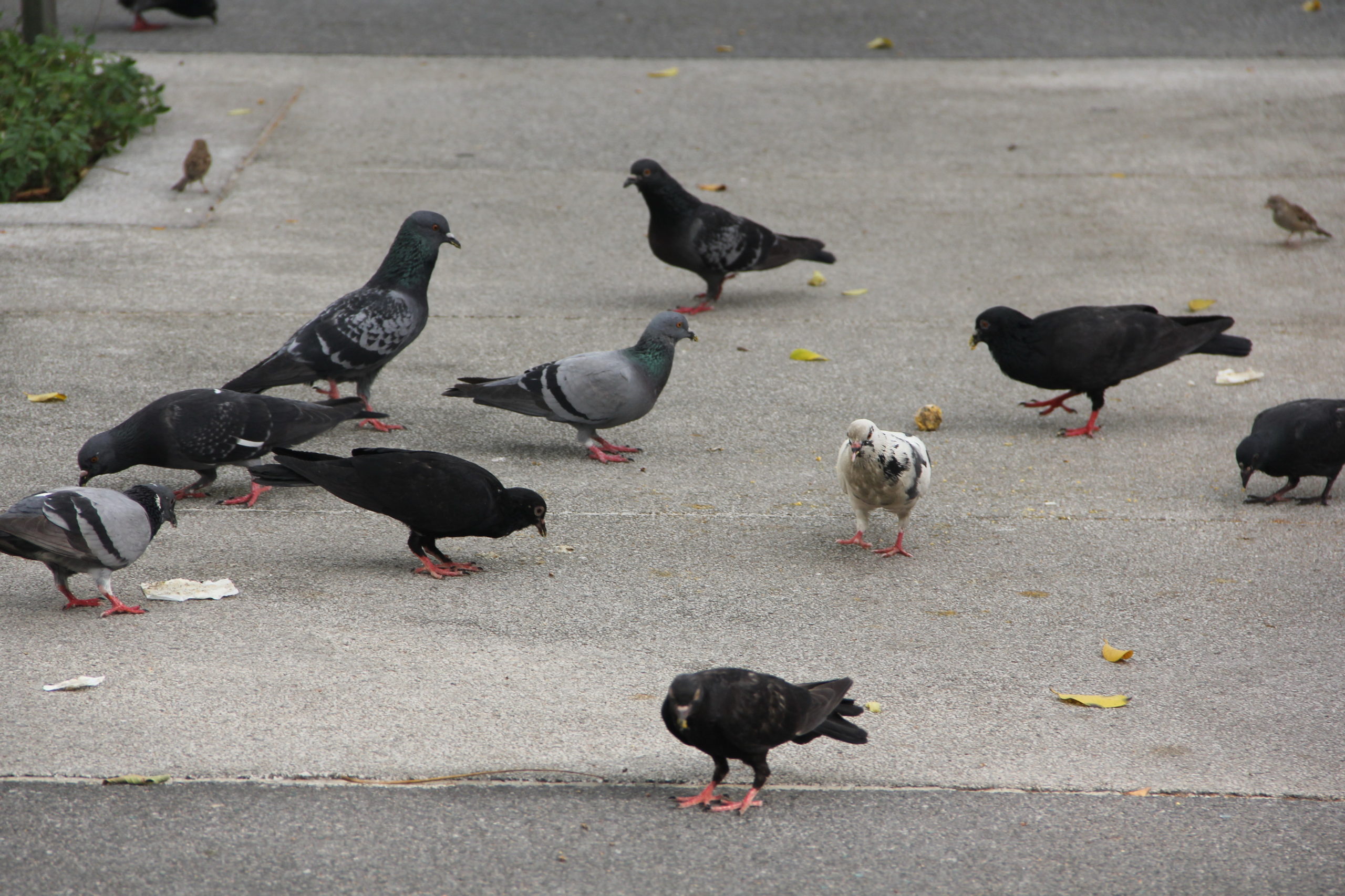 สารพัดปัญหาที่มากับนกพิราบ