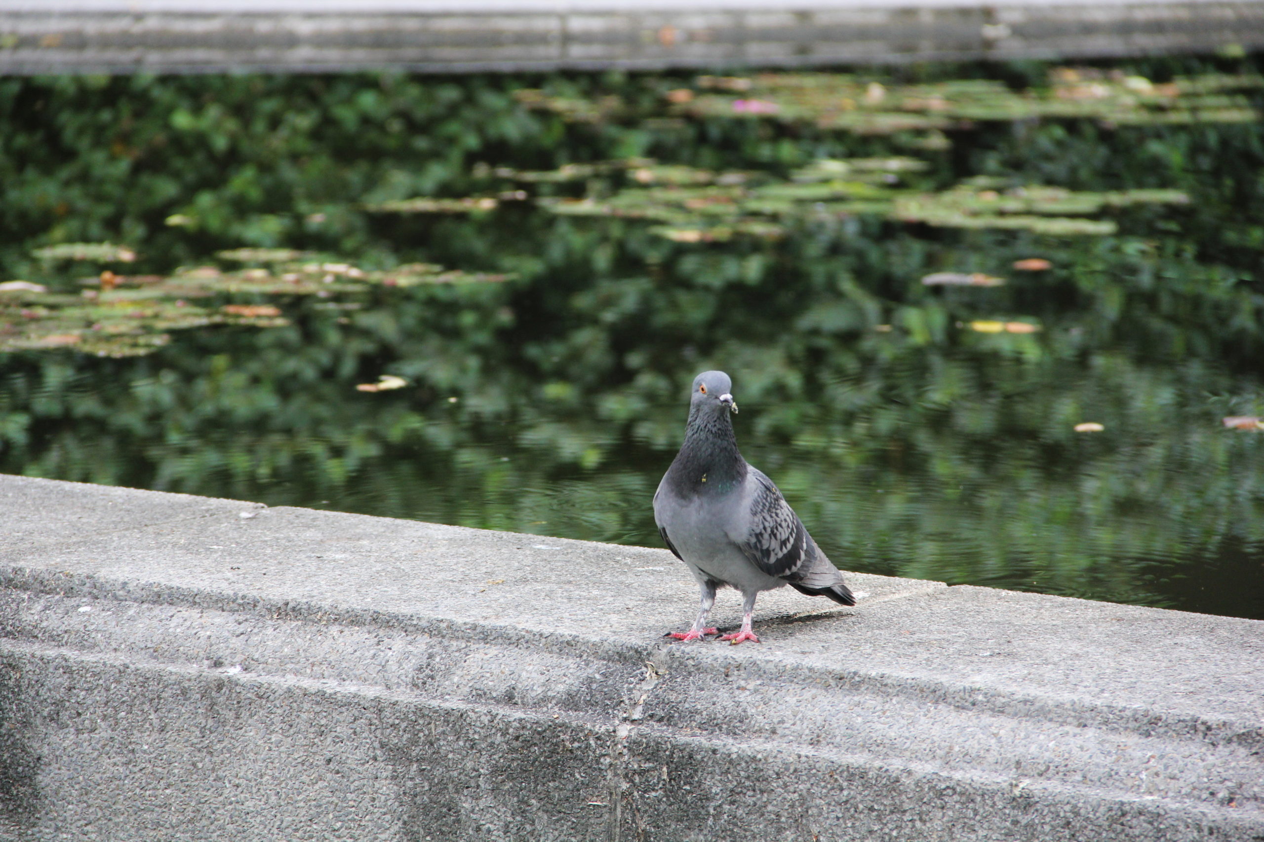 สารพัดปัญหาที่มากับนกพิราบ