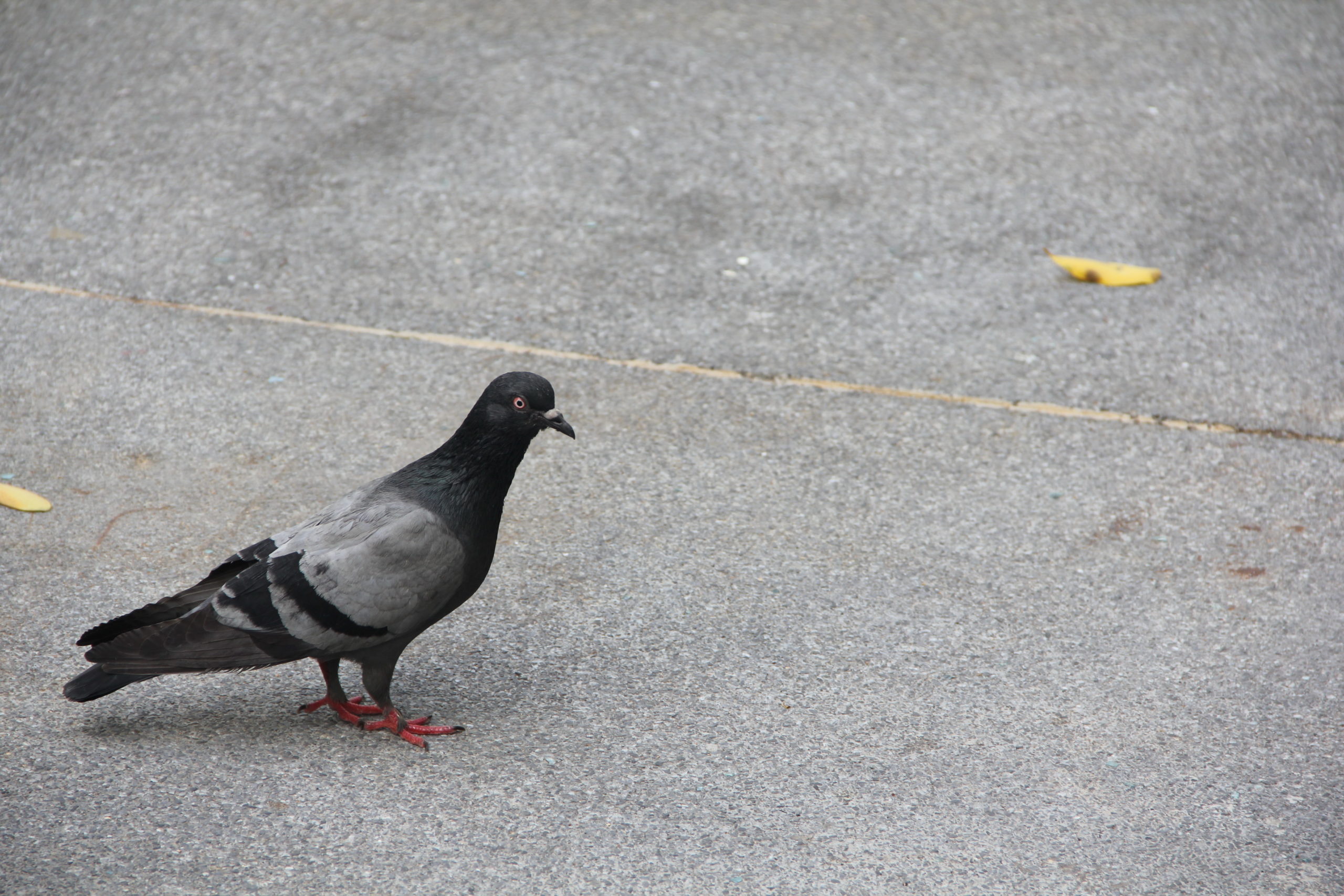 สารพัดปัญหาที่มากับนกพิราบ