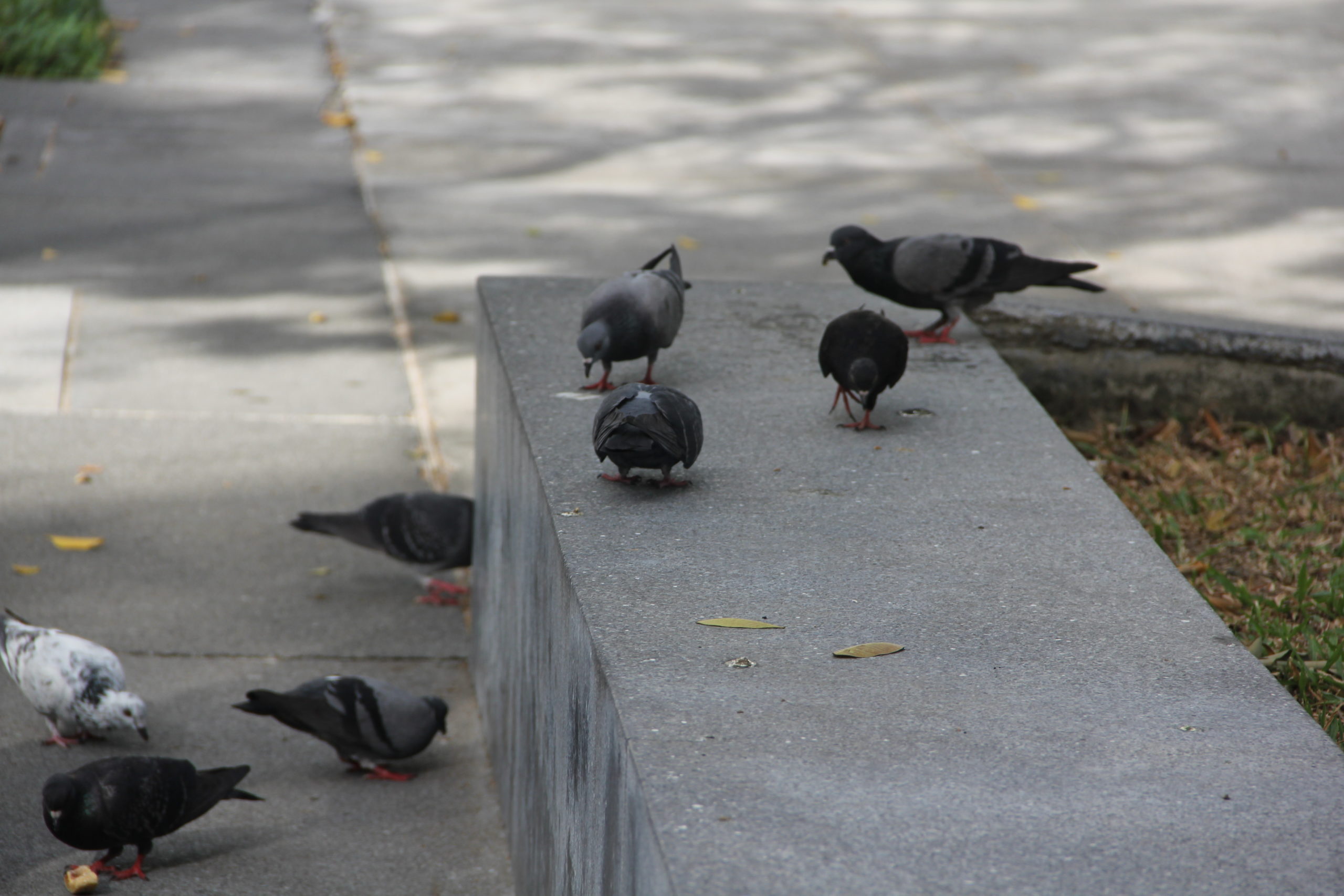 สารพัดปัญหาที่มากับนกพิราบ