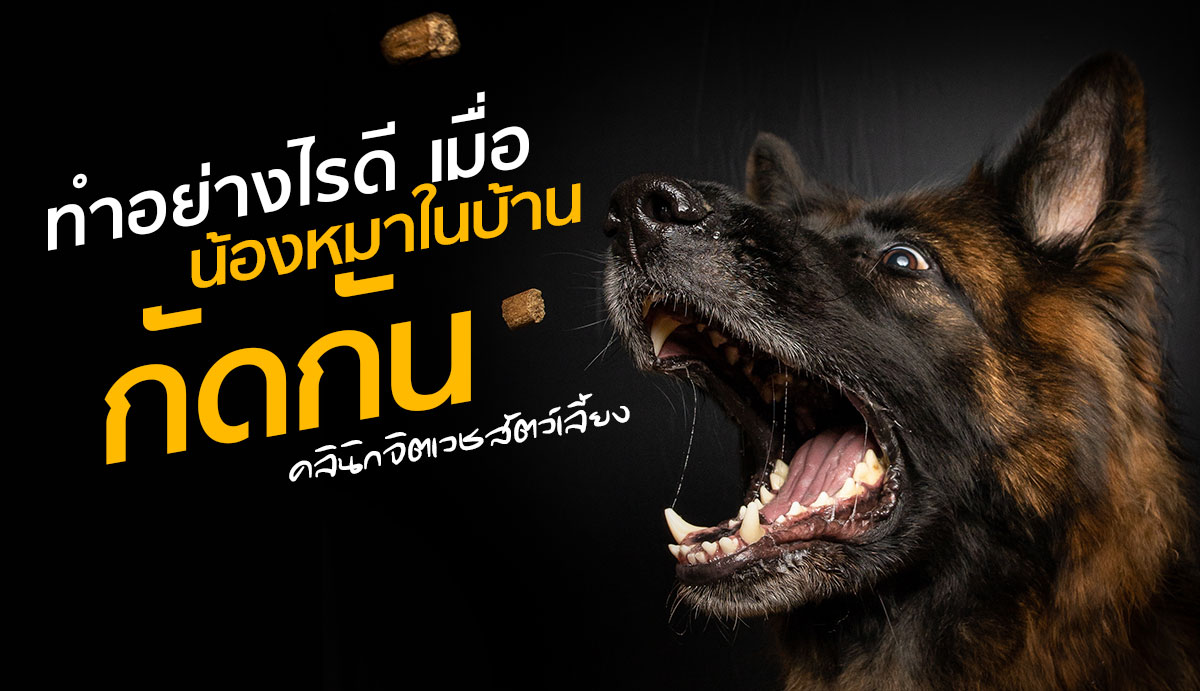 ทำอย่างไรดี เมื่อน้องหมาในบ้านกัดกัน