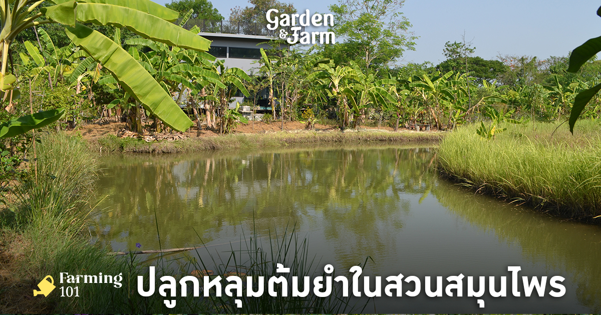 ปลูกหลุมต้มยำ