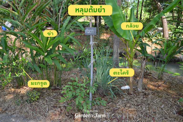 ปลูกหลุมต้มยำ