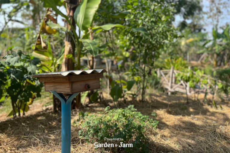 ปลูกหลุมต้มยำ