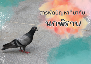 สารพัดปัญหาที่มากับนกพิราบ