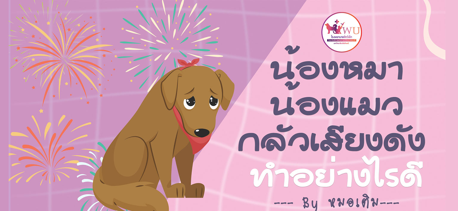 เมื่อน้องหมาน้องแมวกลัวเสียงดัง แล้วเราควรทำอย่างไรกันดี