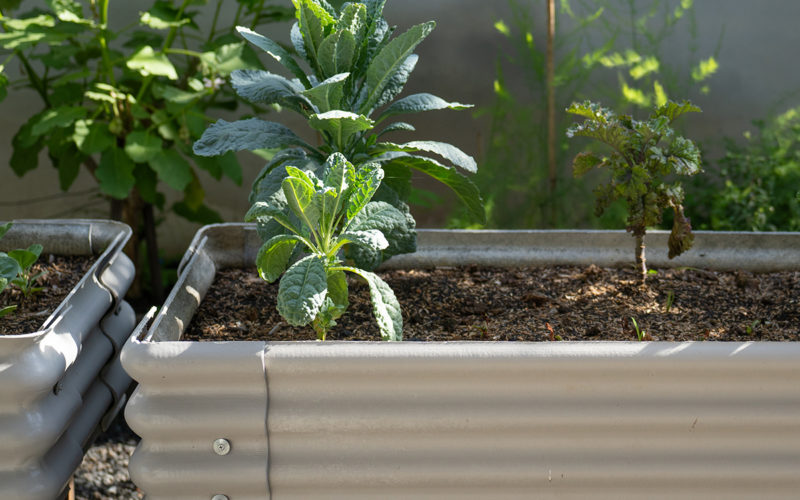 ข้อควรคำนึงในการทำแปลงผัก