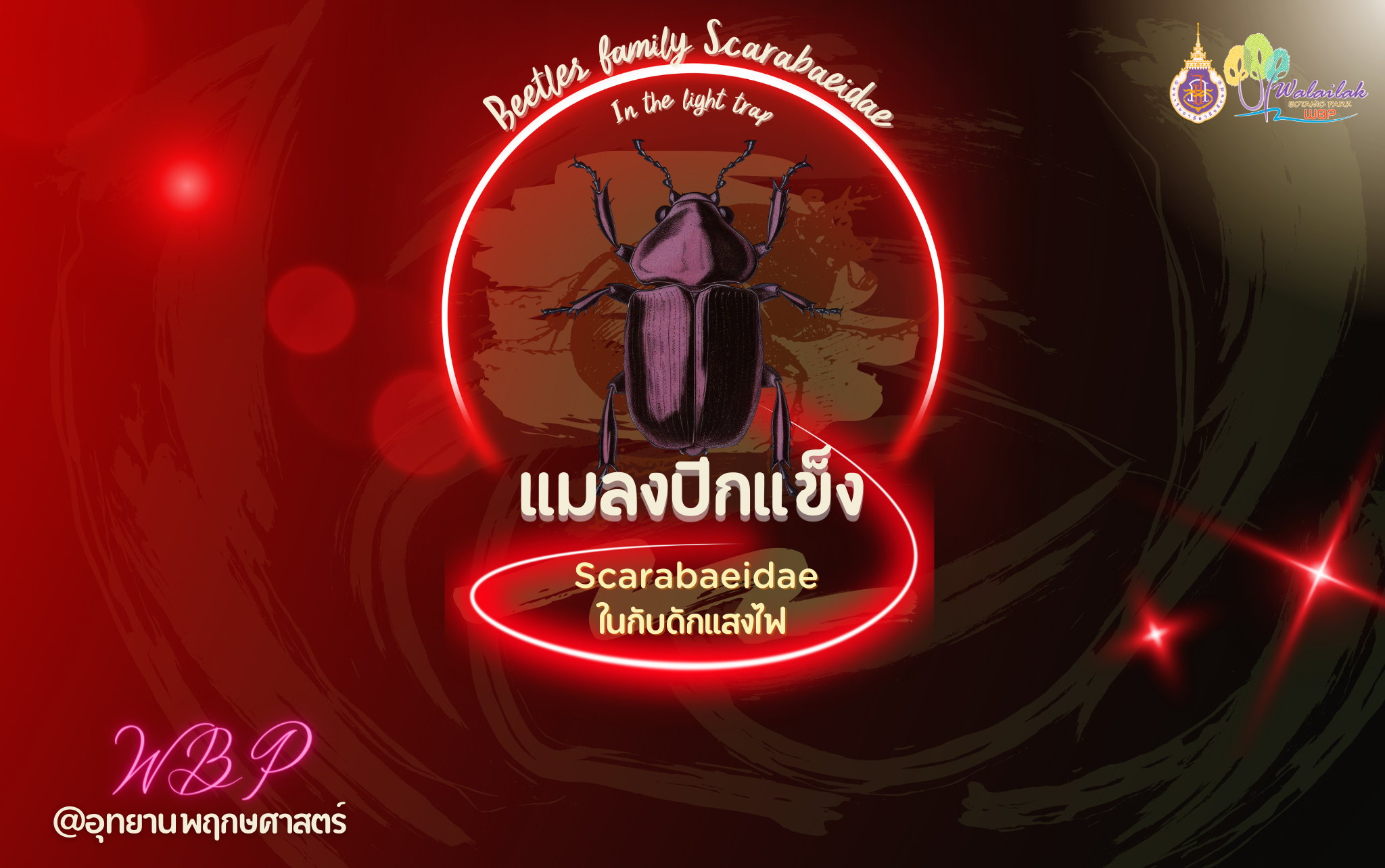 แมลงปีกแข็งวงศ์ Scarabaeidae ในกับดักแสงไฟ