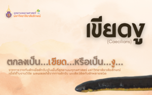 เขียดงู (Caecilians) ตกลงเป็นเขียดหรือเป็นงู
