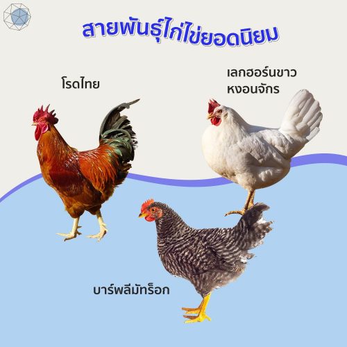 ไก่ไข่2