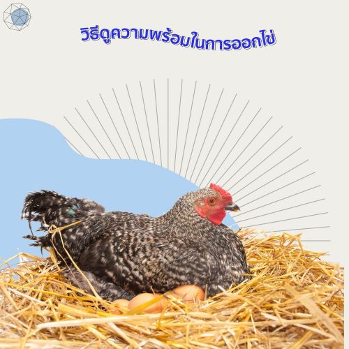 ไก่ไข่4