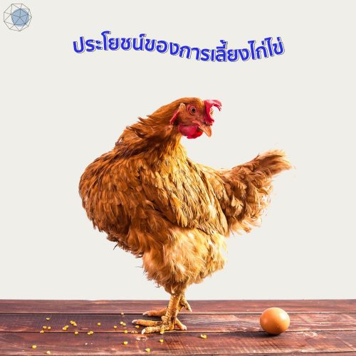 ไก่ไข่5