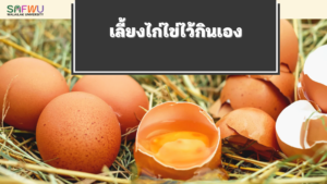 ไก่ไข่1
