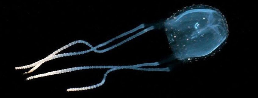 สัตว์ทะเลมีพิษและวิธีการปฐมพยาบาล