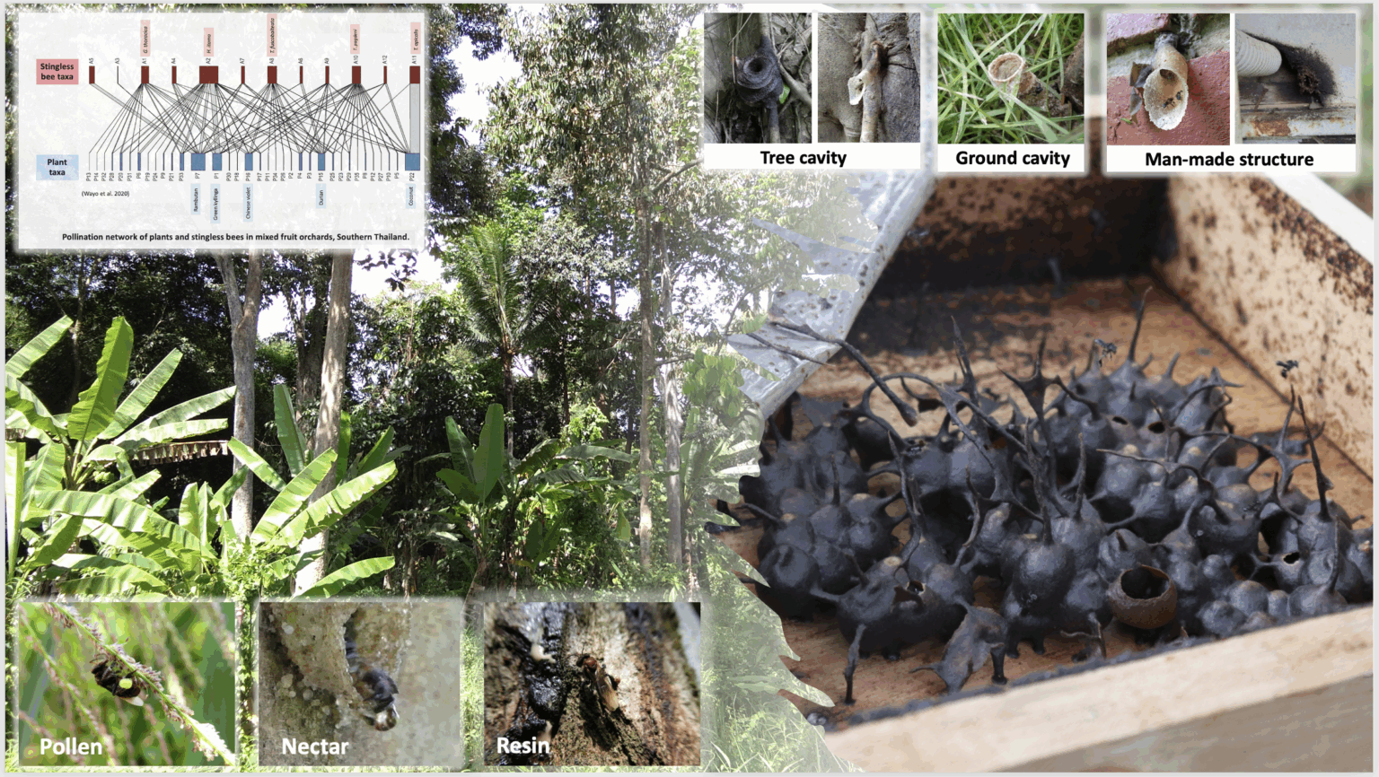 Stingless Bees: Tireless Tiny Pollinators