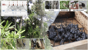 Stingless Bees: Tireless Tiny Pollinators