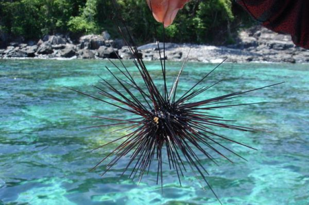 สัตว์ทะเลมีพิษและวิธีการปฐมพยาบาล