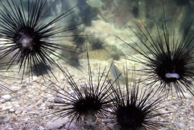 สัตว์ทะเลมีพิษและวิธีการปฐมพยาบาล