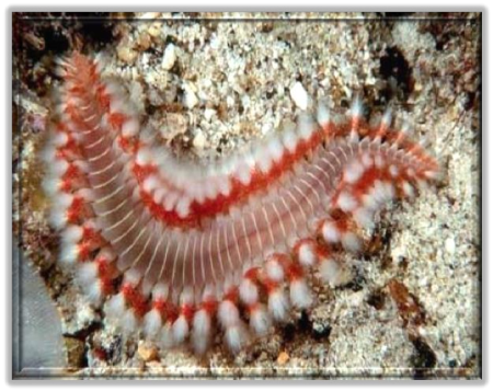 สัตว์ทะเลมีพิษและวิธีการปฐมพยาบาล