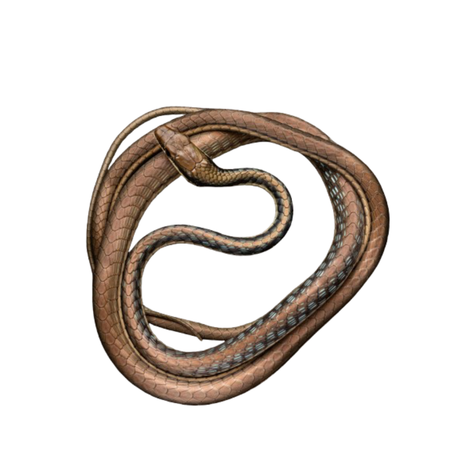 งูสายม่าน