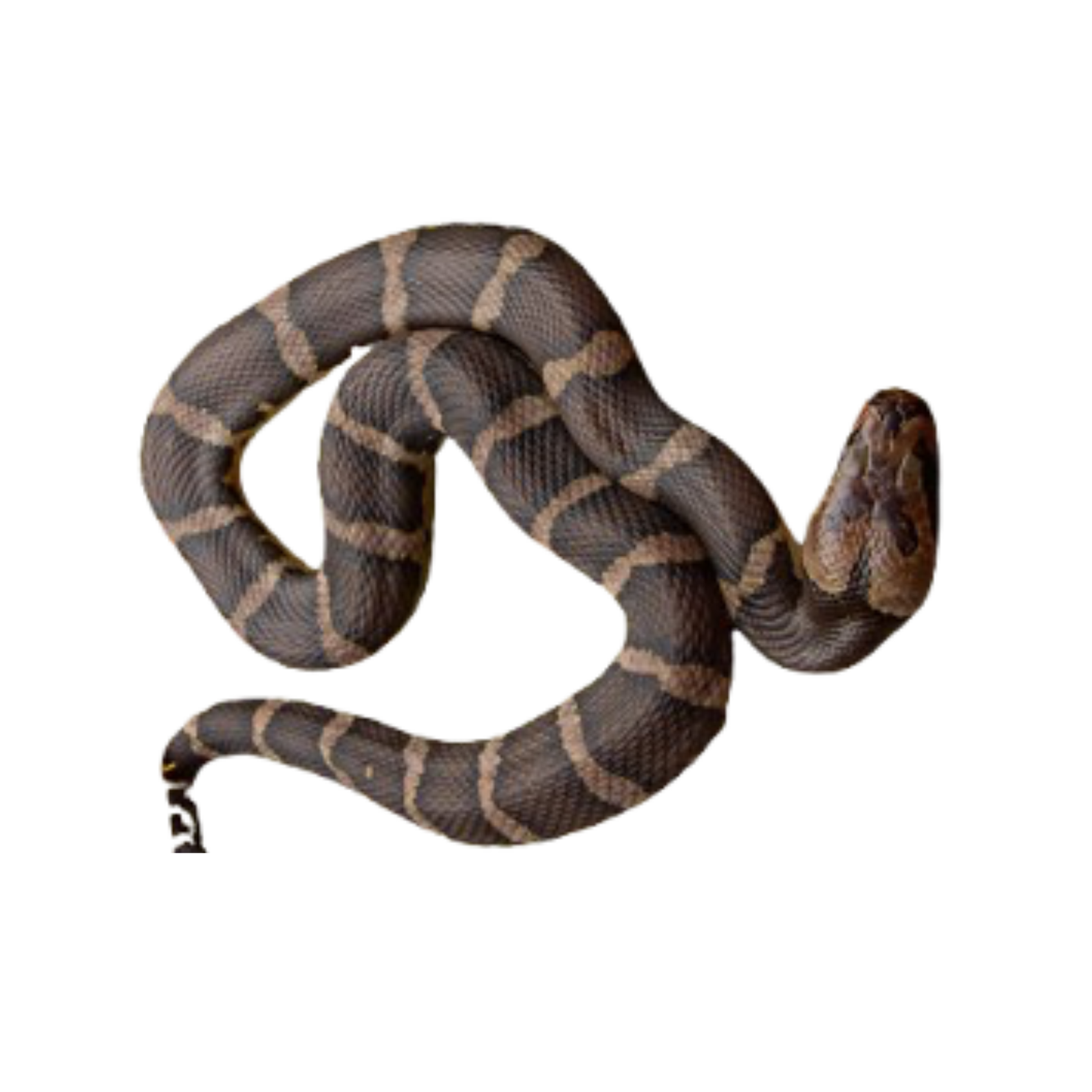 งูหัวกะโหลกไทย