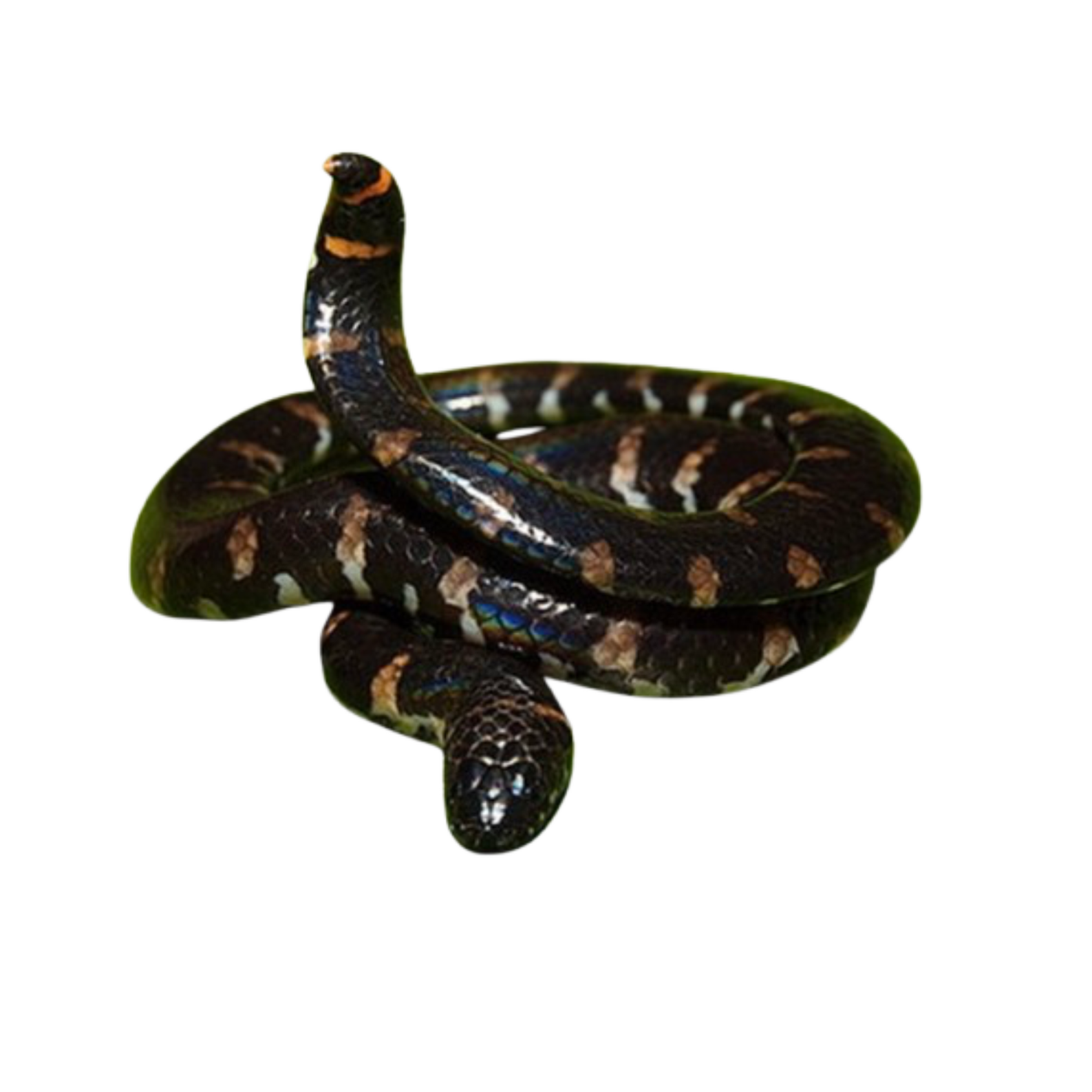 งูก้นขบ