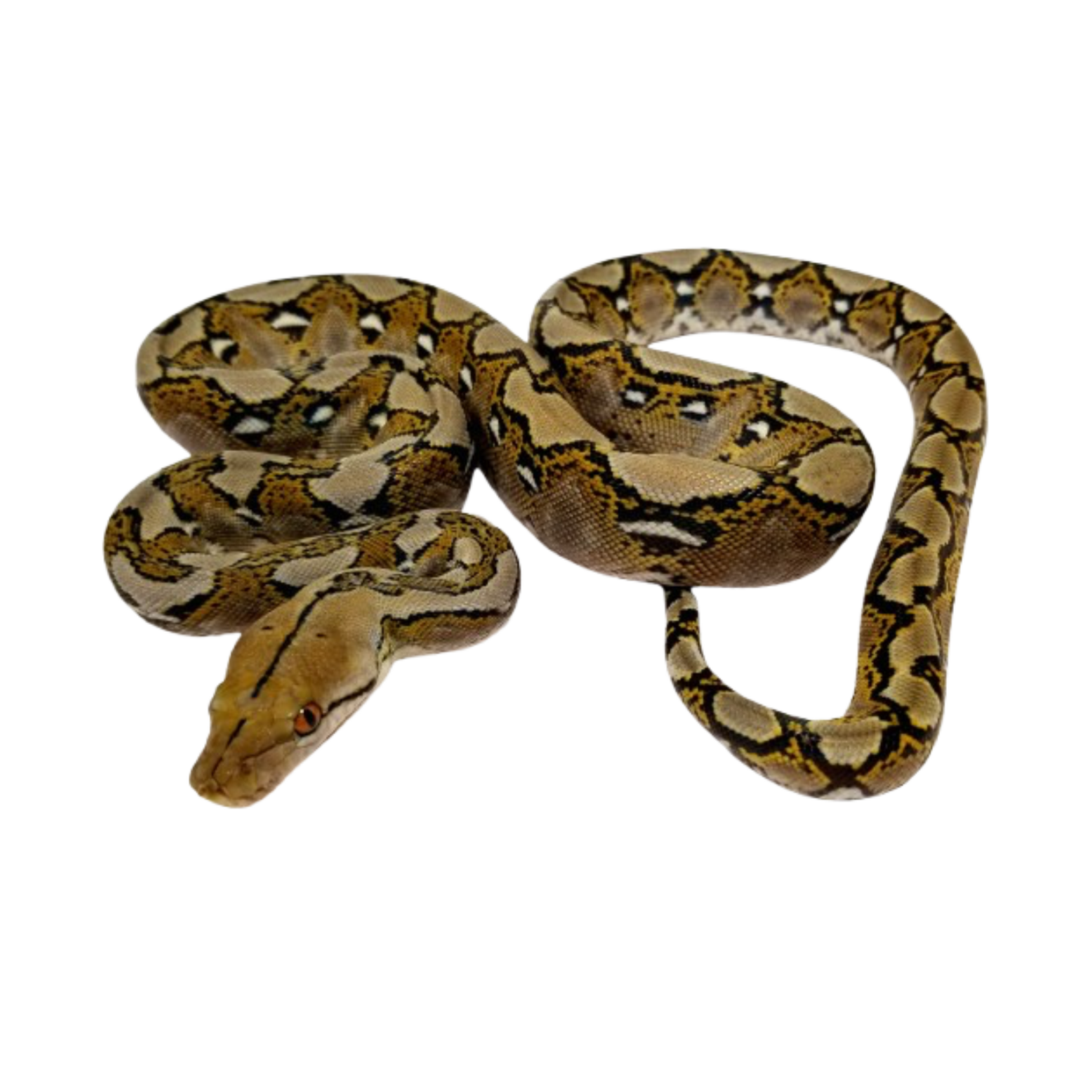 งูเหลือม