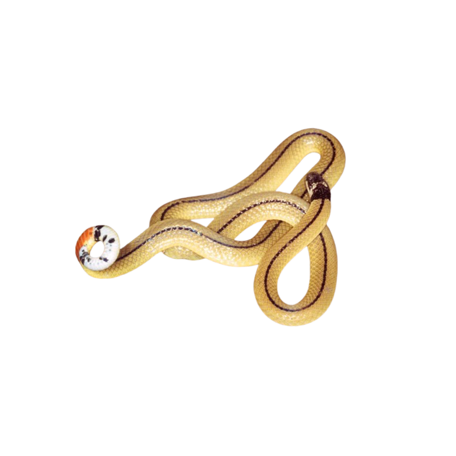 งูปล้องหวายหัวดำ