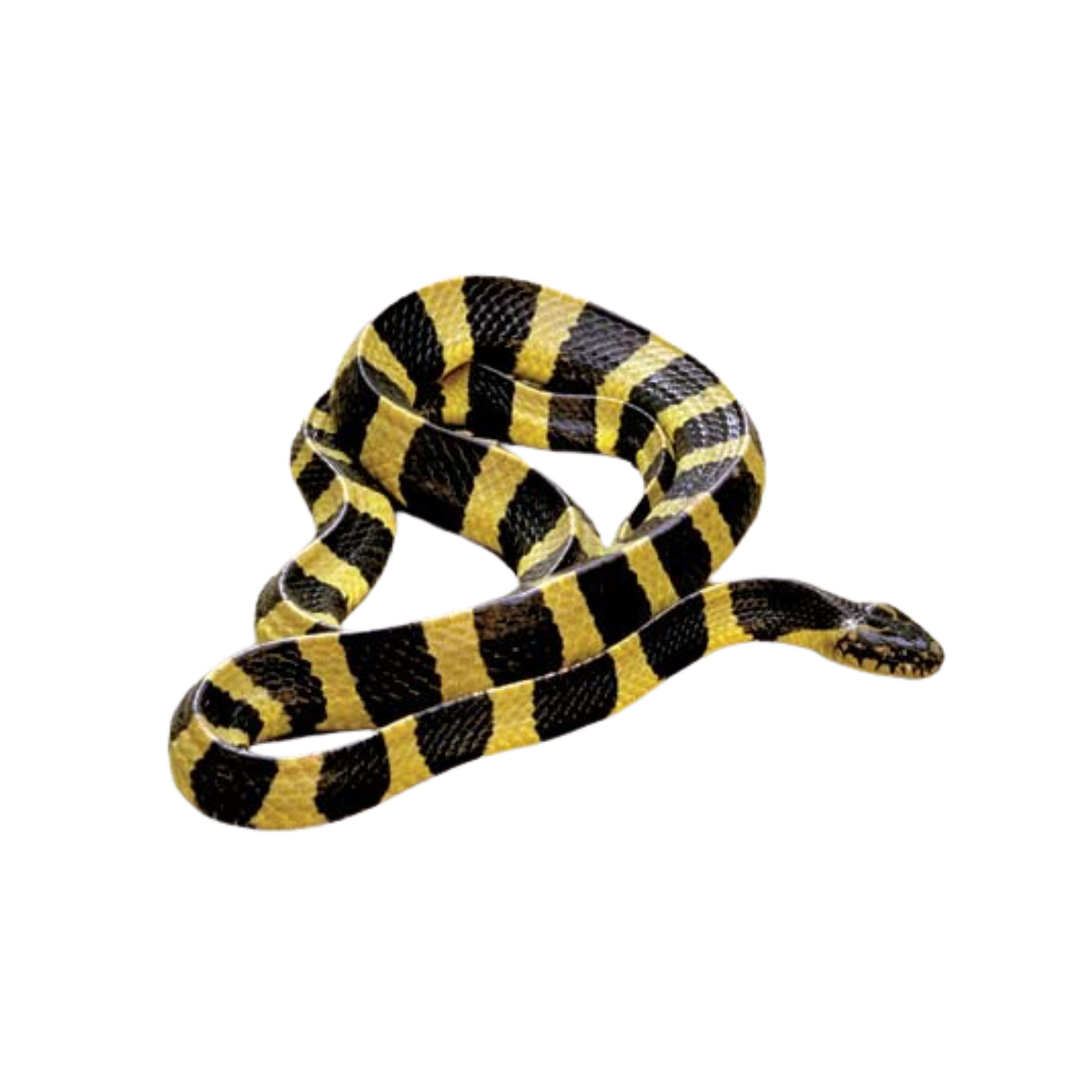 งูสามเหลี่ยม