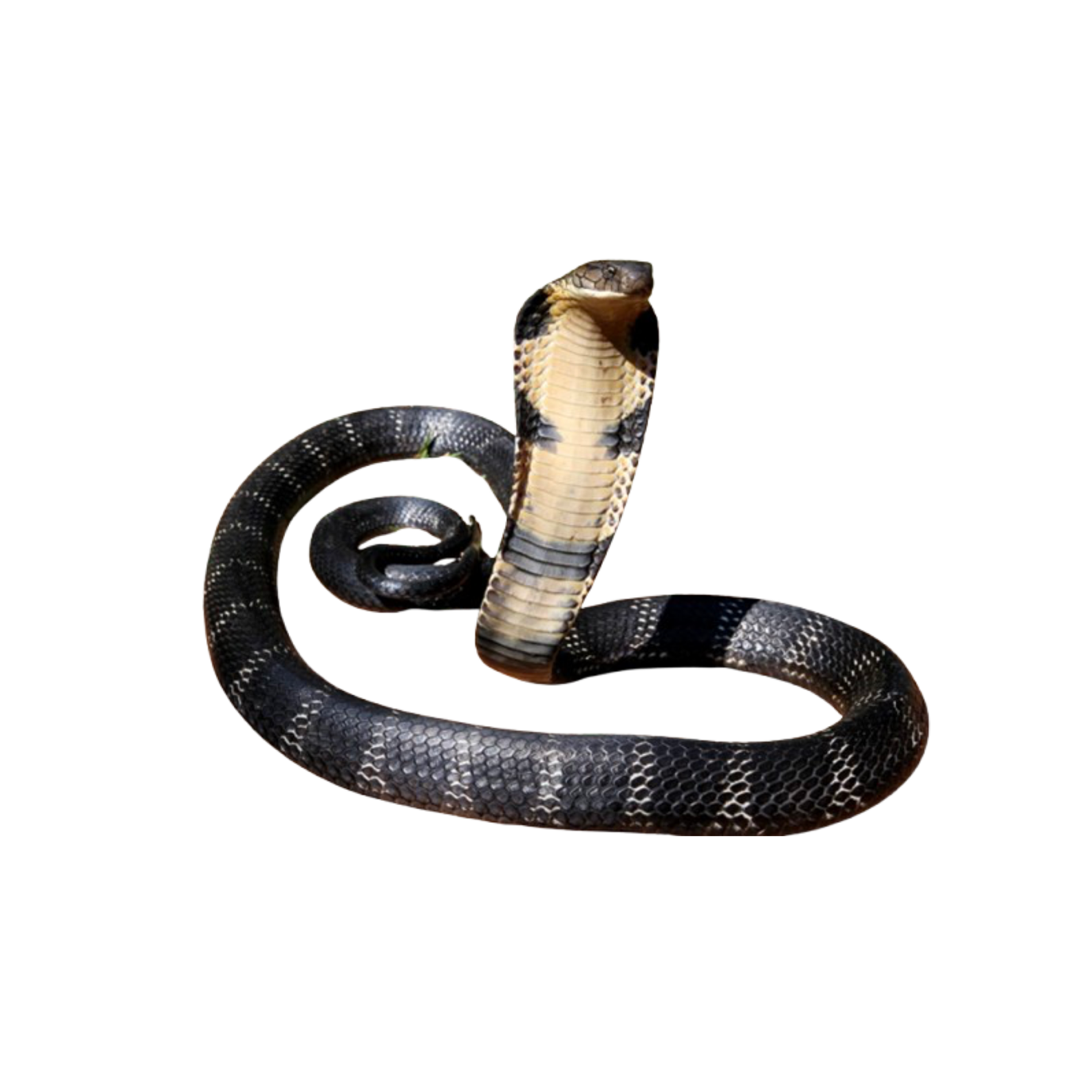 งูจงอาง