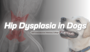 โรคข้อสะโพกเสื่อมในสุนัข: สัญญาณเตือนและการดูแลรักษาอย่างเข้าใจ