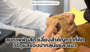 สุขภาพช่องปากในสัตว์เลี้ยง พื้นฐานสำคัญที่ไม่ควรมองข้าม