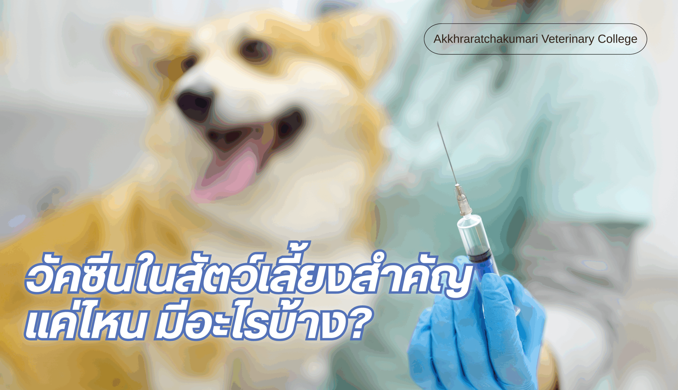วัคซีนน้องหมาและน้องแมวมีอะไรบ้าง สำคัญแค่ไหน?