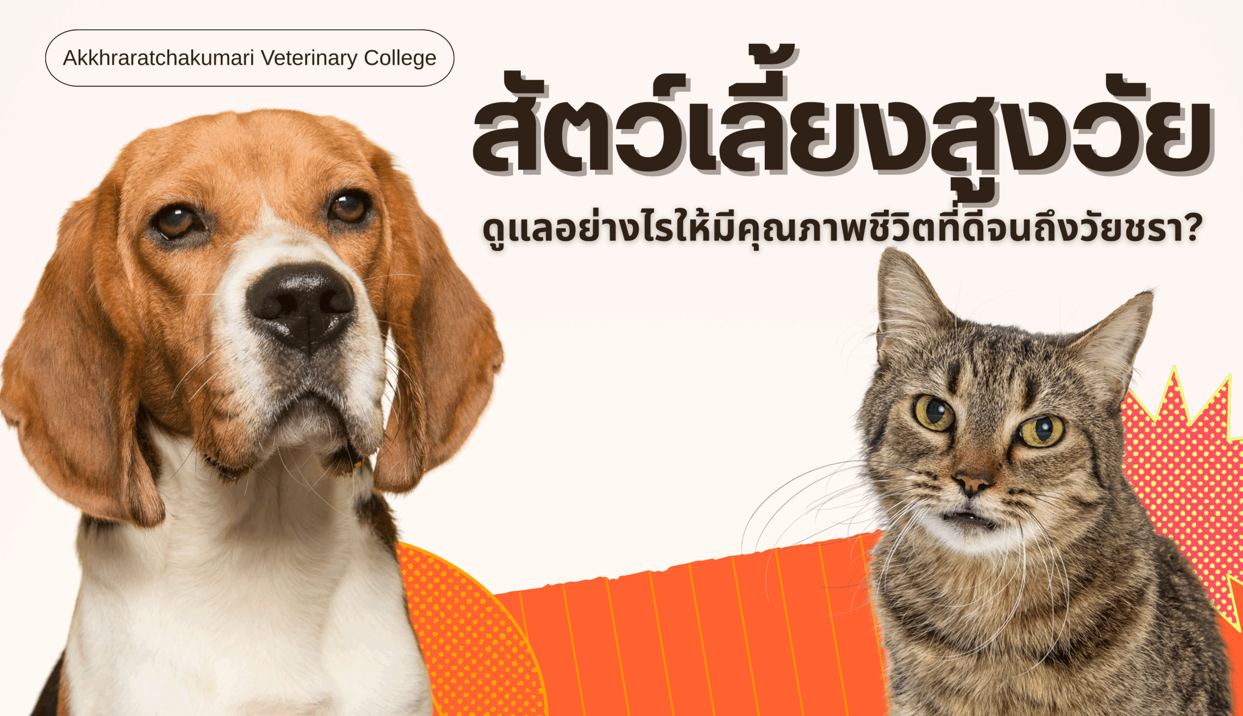 สัตว์เลี้ยงสูงวัย: ดูแลอย่างไรให้มีคุณภาพชีวิตดีจนถึงวัยชรา