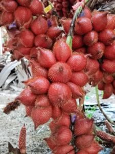 สละสุมาลี