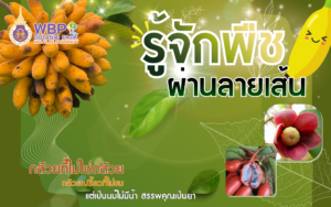 รู้จักพืช ผ่านลายเส้น