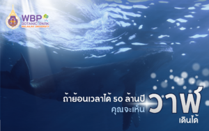 ถ้าย้อนเวลาได้ 50 ล้านปี : คุณจะเห็นวาฬ “เดินได้”