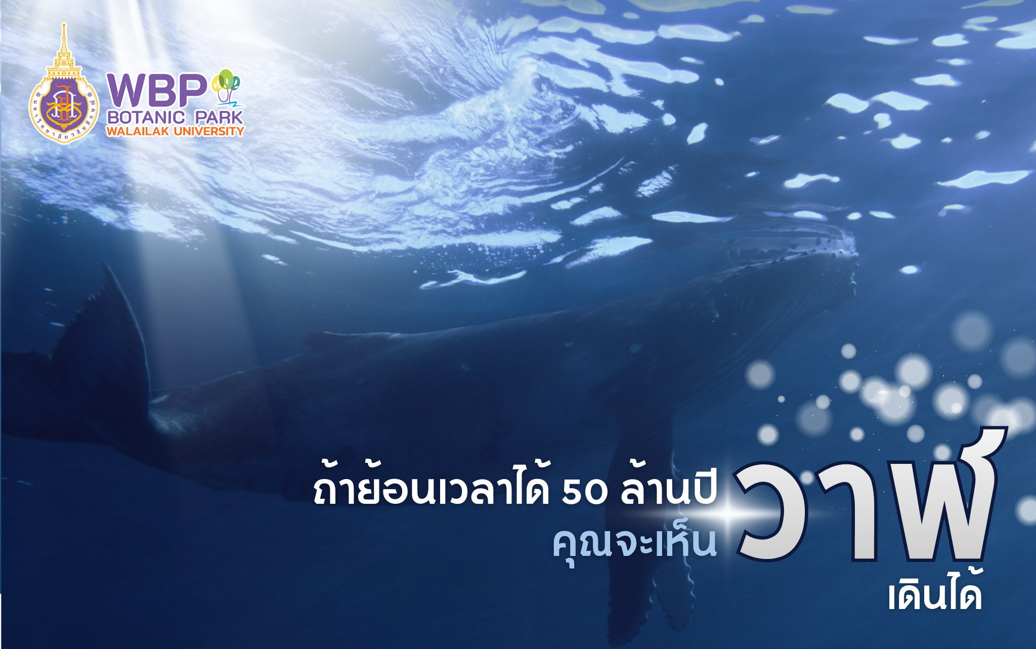 ถ้าย้อนเวลาได้ 50 ล้านปี : คุณจะเห็นวาฬ “เดินได้”