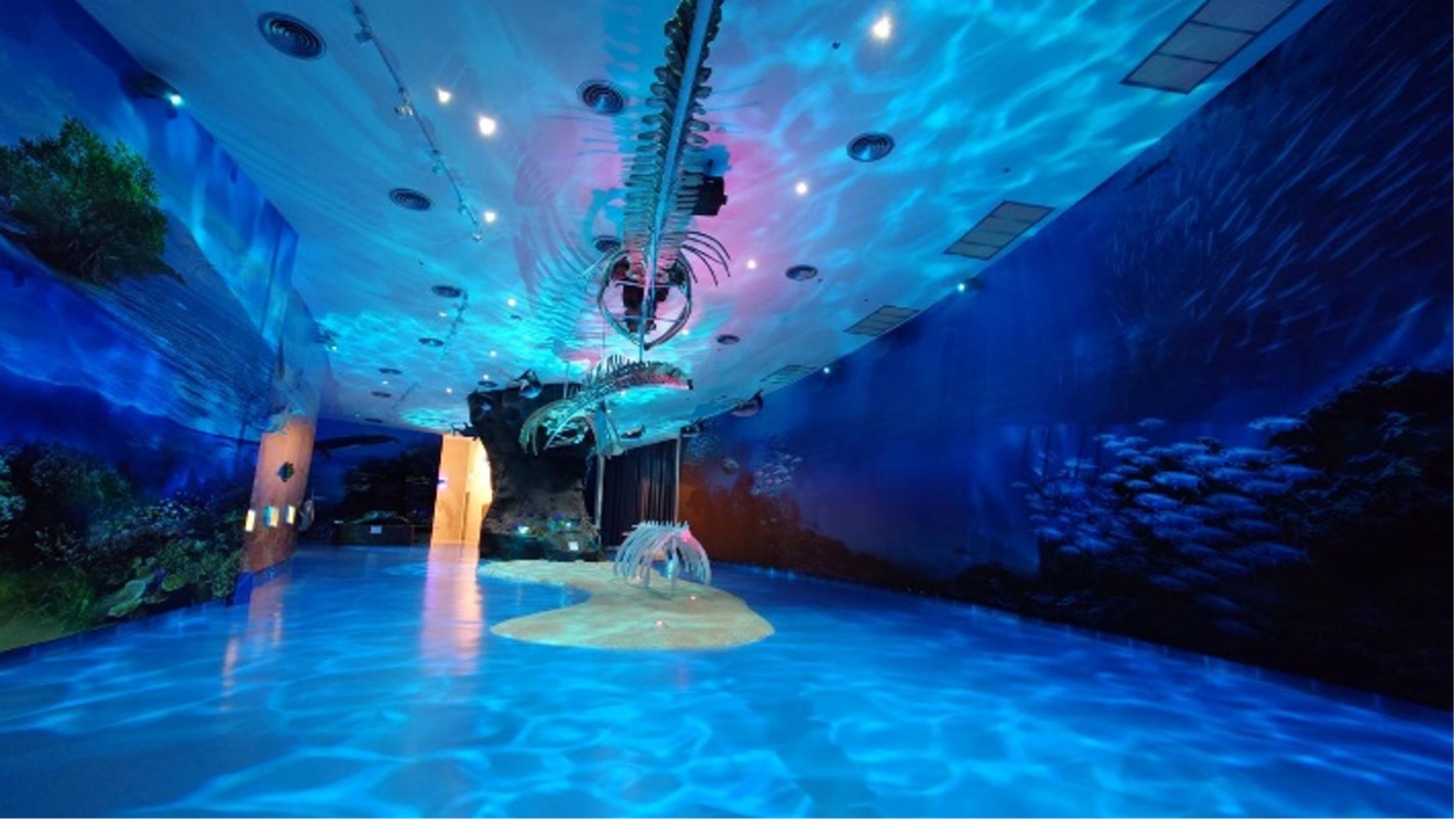 ถ้าย้อนเวลาได้ 50 ล้านปี : คุณจะเห็นวาฬ “เดินได้”