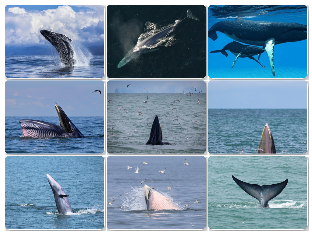 ถ้าย้อนเวลาได้ 50 ล้านปี : คุณจะเห็นวาฬ “เดินได้”