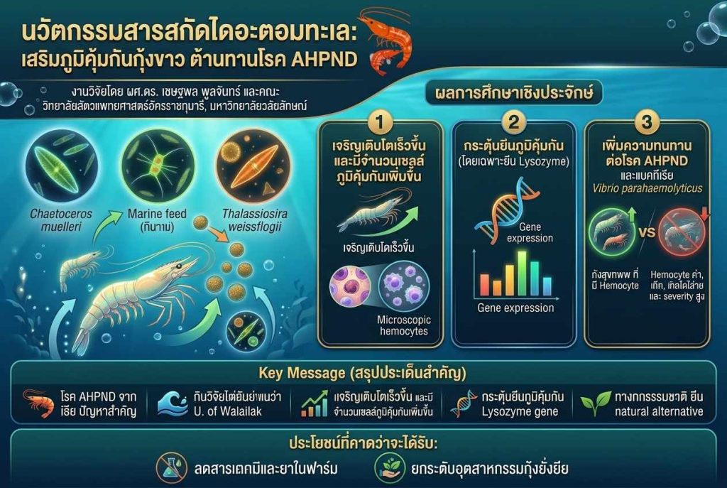 🦐 เสริมภูมิคุ้มกันกุ้งด้วยสารจากไดอะตอมทะเล ทางเลือกใหม่เพื่อการเลี้ยงกุ้งอย่างยั่งยืน