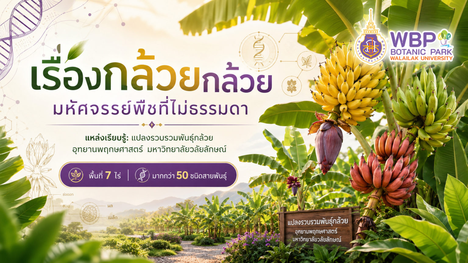 เรื่องกล้วยกล้วย