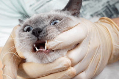 สุขภาพช่องปากในสัตว์เลี้ยง พื้นฐานสำคัญที่ไม่ควรมองข้าม