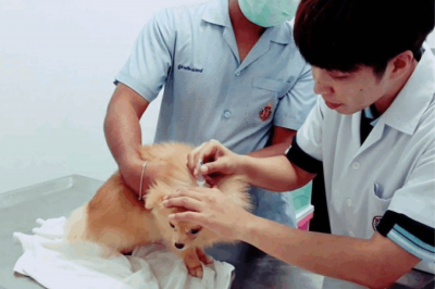 สัตว์เลี้ยงสูงวัย: ดูแลอย่างไรให้มีคุณภาพชีวิตดีจนถึงวัยชรา