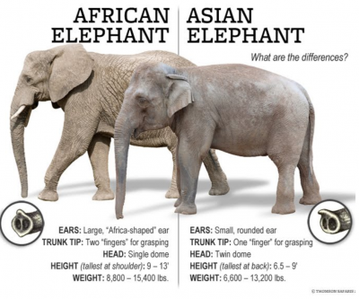 ช้างกระดูกผิดรูปเกิดจากการเบิกนักท่องเที่ยวมา 25 ปี จริงหรือไม่??